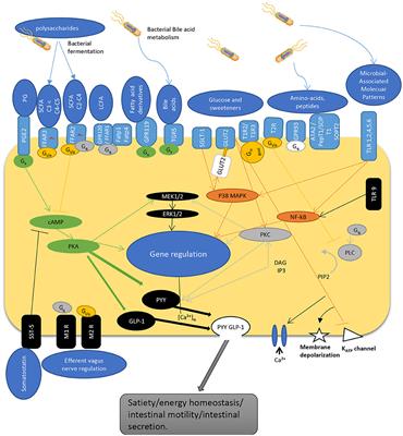 Intestinal Sensing by Gut Microbiota: Targeting Gut Peptides